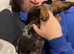 Dachshund for sale - Smokey