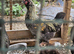 4 cross cockeral's sussex/silkie