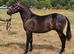 Part-bred colt