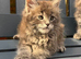 GCCF Fully Registered Maine Coon Kittens