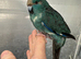 Hand reared baby Kakariki female blue & cream