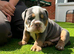 The Best New England Bulldogs