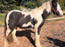 Handsome Piebald Gelding