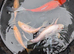 7 large pond fish (6 goldfish 1 mirror carp