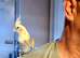 Beautiful handfed cockatiel