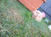 Spayed/vacs female bunny.