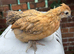 Silkie hybrid and Polish hybrid chicks 4 for £50