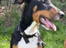 English bull terrier X Doberman