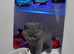 Gorgeous British short hair kittens