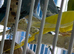 Baby&rsquo;s Indian Ringneck parrots