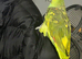 Semi tame yellow crowned Amazon