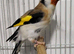 Beautiful Mutation Siberian Goldfinches