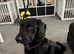 Gorgeous 14-Month-Old Male Labrador Retriever for Sale