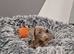 ️Mini Dachshund Pups Fully vaccinated Ready Now️