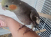 Hand reared super tame baby cockatiels