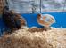 Boys available 4 weeks old