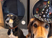 Male saluki puppies