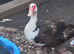 Muscovy ducks pair