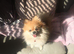 KC Reg POMERANIAN BITCH