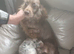 Beautiful cockerpoo puppies