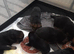 Straight back German shepherd pups