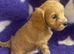 Beautiful cockapoo puppies