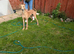 Lurcher dog