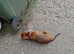 Lovely little miniature dachshund tiny girl