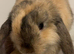 Baby mini lop bunny rabbit