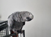 African grey for sale with all DNA papers 1 year old male