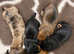 Miniature dachshunds - KC Registered