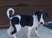 1 female whippet 10 weeks