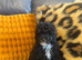 Toy poodle male/ boy puppy