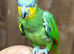 Amazon parrot