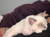 Purebred ragdoll