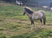 Pony for sale