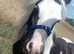 Very well handled cob gelding