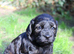 Gorgeous Schnocker puppies
