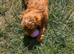 Female cockapoo