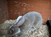 Mini Rex girl