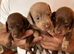 3 lovely RKC registered boys from health tested parents
