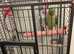 Hand tame Alexandrian parrot