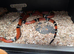 Mixed snakes