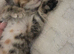Kittens for sale blackpool