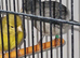 Fiffe canaries for sale