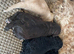 F1b cavapoo therapy dog parents