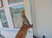Super Tamed baby Cockatiel for sale
