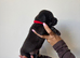 Cocker spaniel CROSS pups