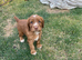 Working cocker spaniel puppies