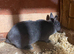 Pure breed Netherlands dwarf female